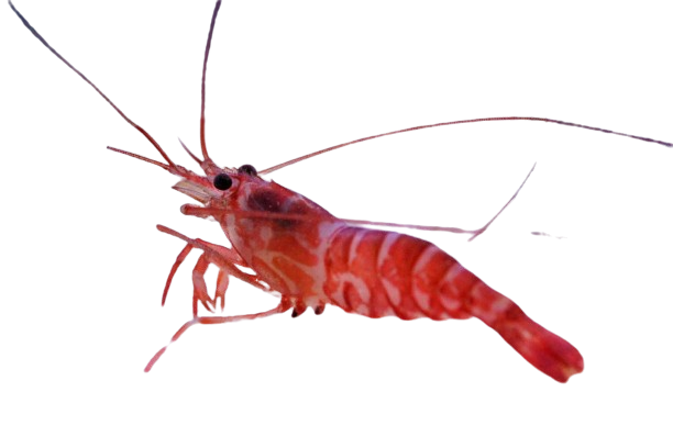 Pacific Peppermint Shrimp
