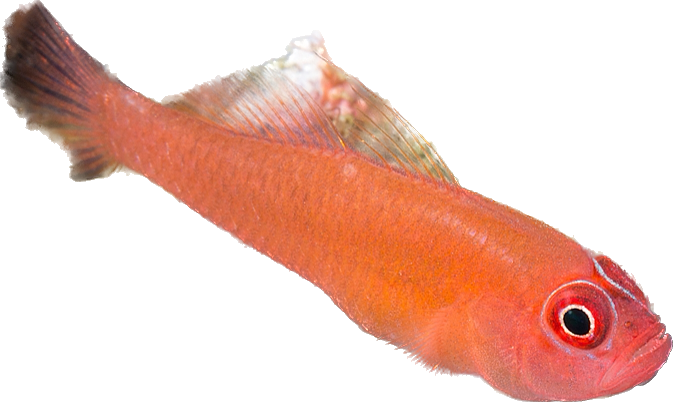 Ring-eye Pygmy Goby