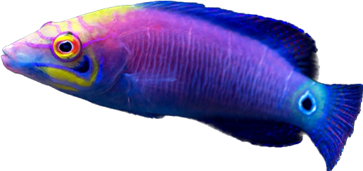 Mystery Wrasse