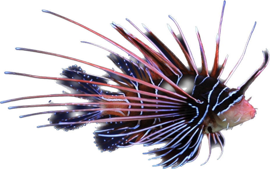 Radiata Lionfish SM