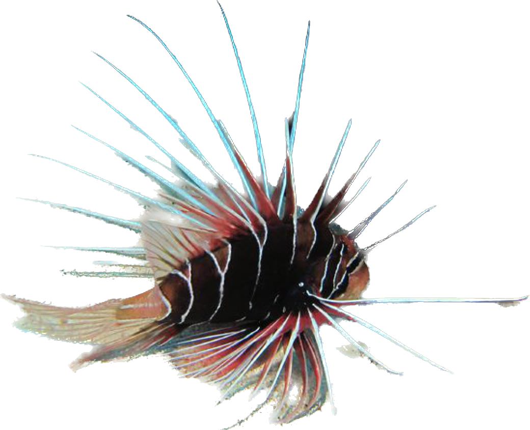 Radiata Lionfish SM