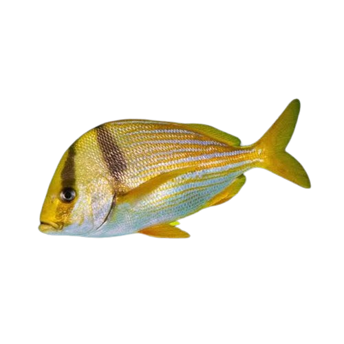 Porkfish L