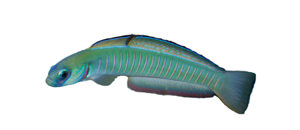Zebra Dartfish