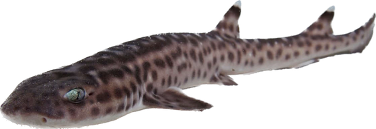 Coral Cat Shark L