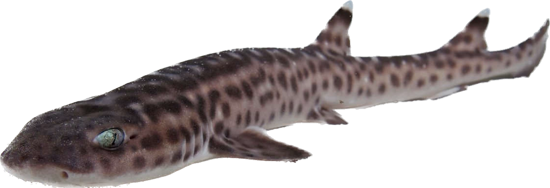 Coral Cat Shark L