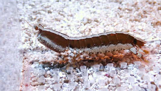 Spearer Coral Mantis Shrimp - Striped