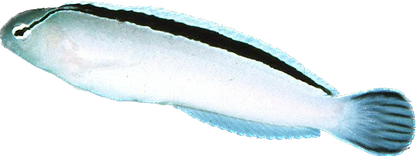 Disco Blenny