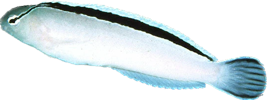 Disco Blenny