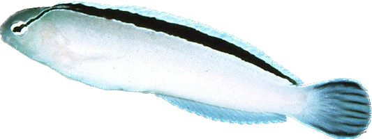 Disco Blenny