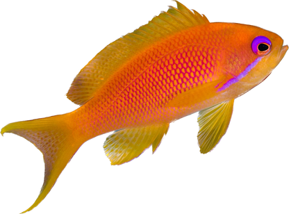 Lyretail Anthia Female