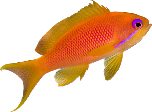 Lyretail Anthia Female
