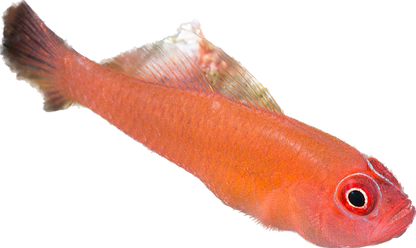 Ring-eye Pygmy Goby