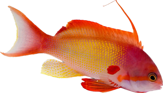 Lyretail Anthia Male