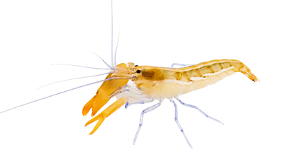 Blue Leg Pistol Shrimp