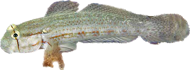 Goldspot Goby