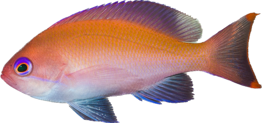 Common Anthia