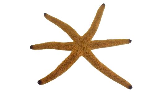 Orange Star - Easy to keep