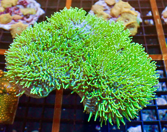 Neon Green Toadstool Colony