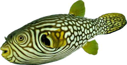 Reticulated Puffer Show