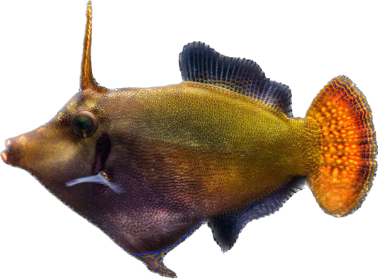 Red Tail Filefish M