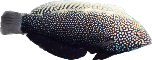 Black Leopard Wrasse Female L