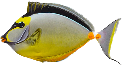 Naso Tang XL