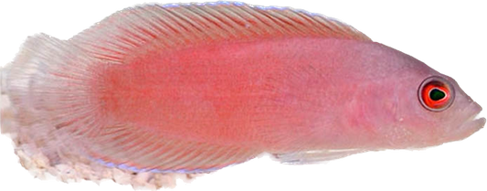 Ring-Eyed Dottyback