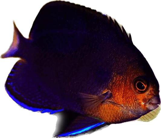 Yellow Tail Angel