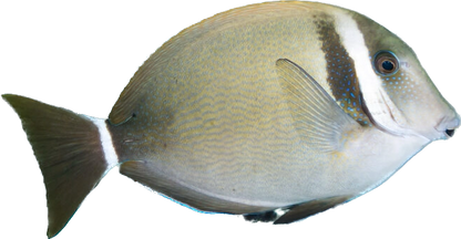 White Bar Tang