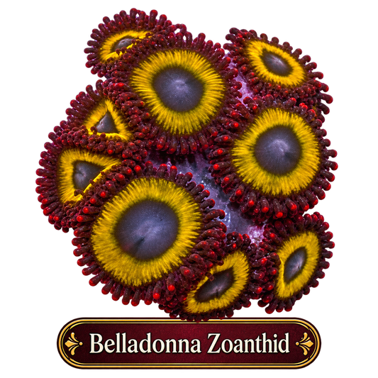 Belladonna