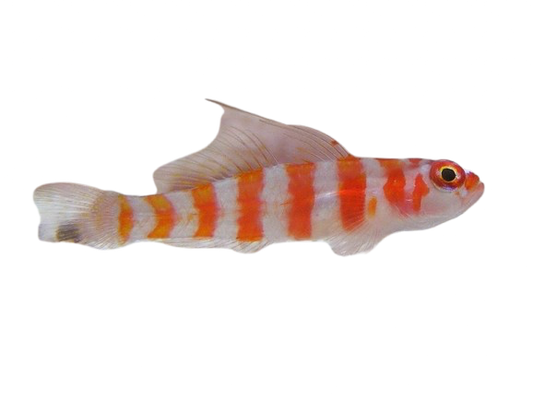 Red Striped Goby