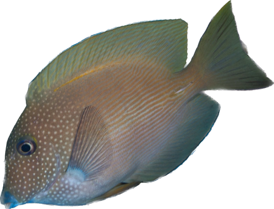 Orange Stripe Bristle Tooth Tang M