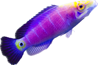 Mystery Wrasse