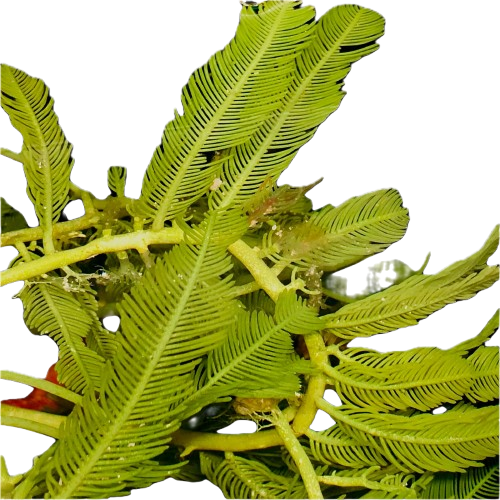 Fine Feather Caulerpa