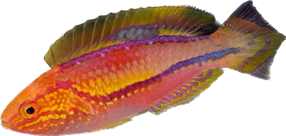 Pintail Fairy Wrasse 