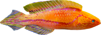 Pintail Fairy Wrasse 