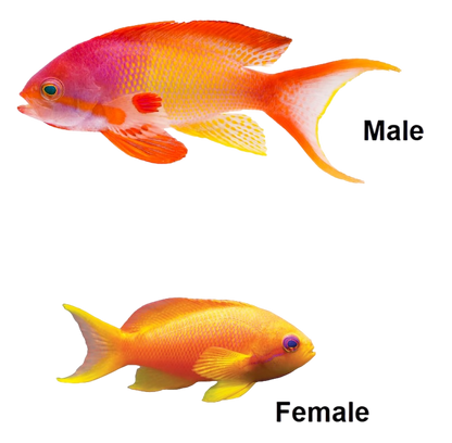 Lyretail Anthia Male