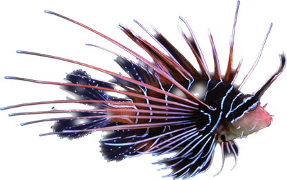 Radiata Lionfish SM