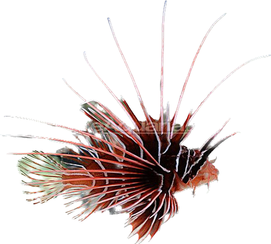 Radiata Lionfish SM