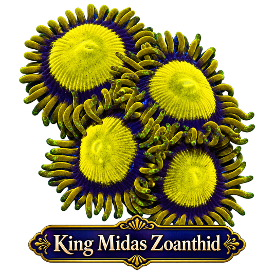 King Midas Zoa Frag