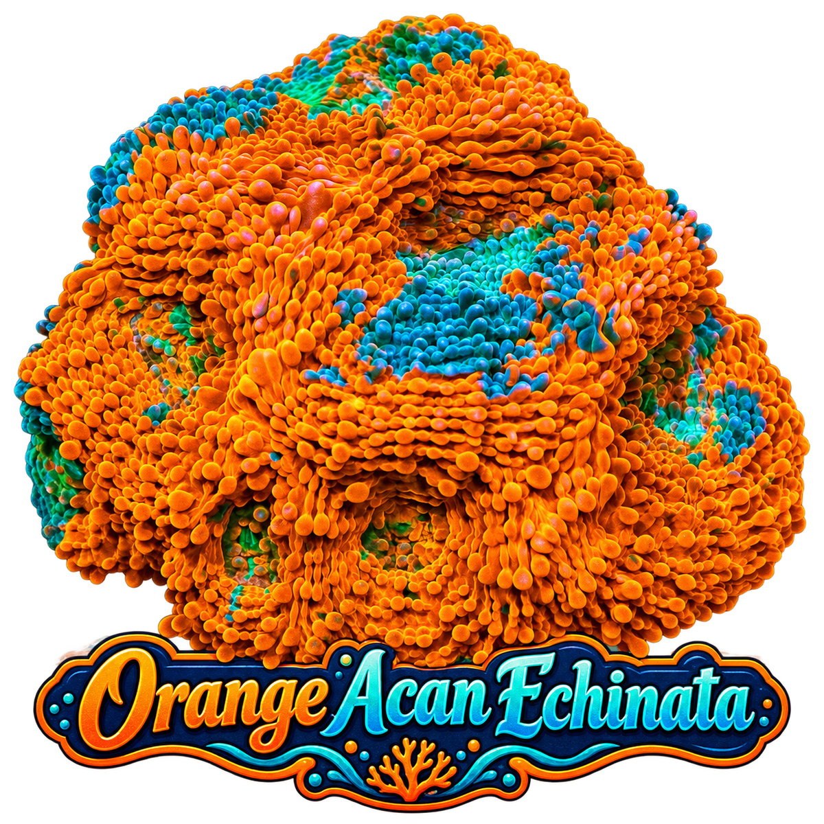 Orange Crush Acan Echinata