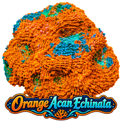 Orange Crush Acan Echinata