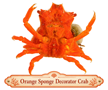 Orange Sponge Decorator Crab