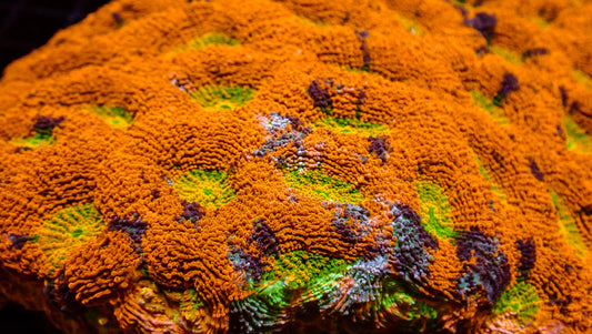 Orange Crush Acan Echinata