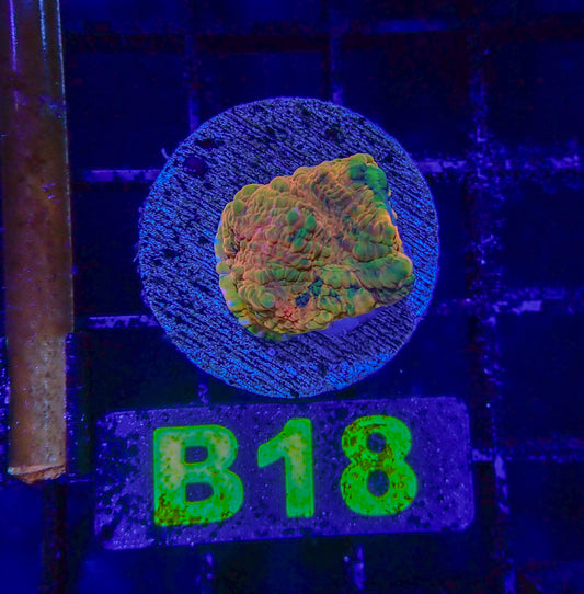 WYSIWYG LPS B18