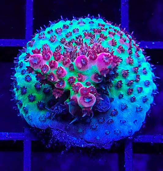 WYSIWYG Acro 8