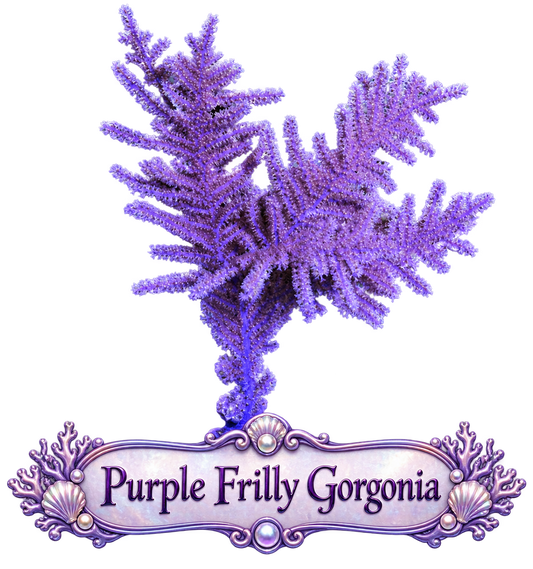Purple Frilly Photosynthetic Gorg - Easy to keep