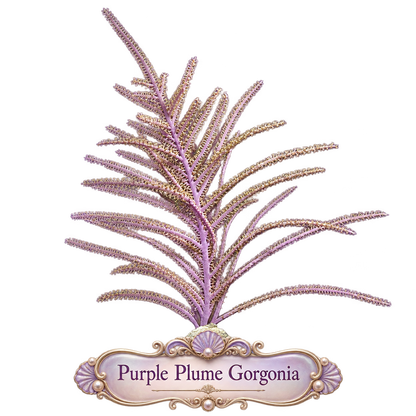 Purple Plume Photosynthetic Gorg - Easy to keep
