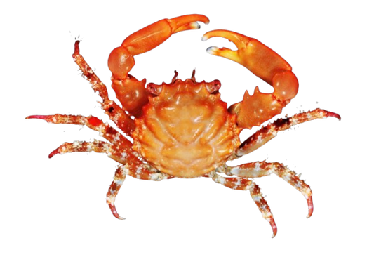 Red Emerald Crabs