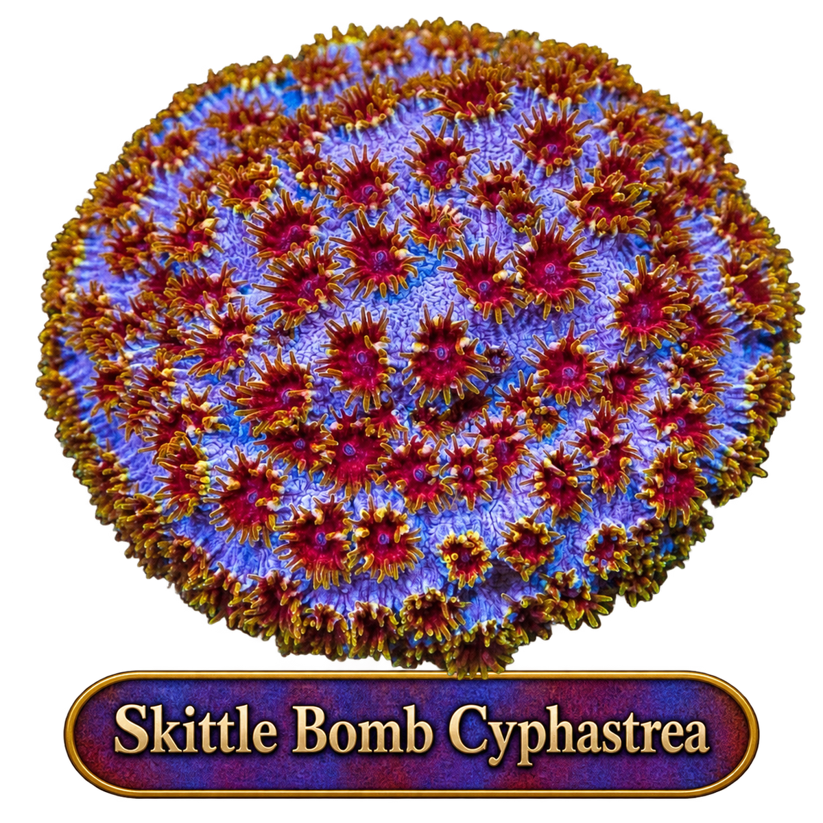 WWC Skittle Bomb Cyphastrea Frag